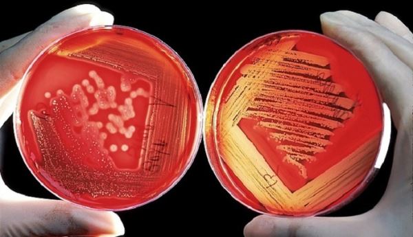 Сколько бактерий в нашем кишечнике?