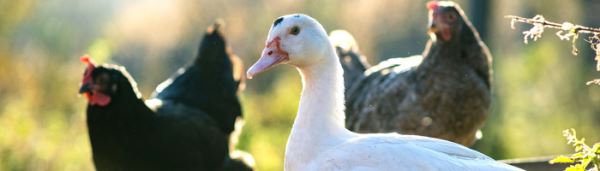 Миграция уток грозит распространением птичьего гриппа у коров и домашней птицы