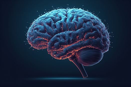 Ученые выявили новые механизмы формирования мозга