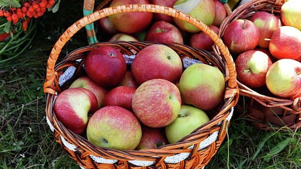 Врач Саволюк рассказала о пользе яблок при укачивании