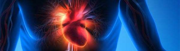 Представлены первые биоимплантаты сердца из стволовых клеток пуповинной крови